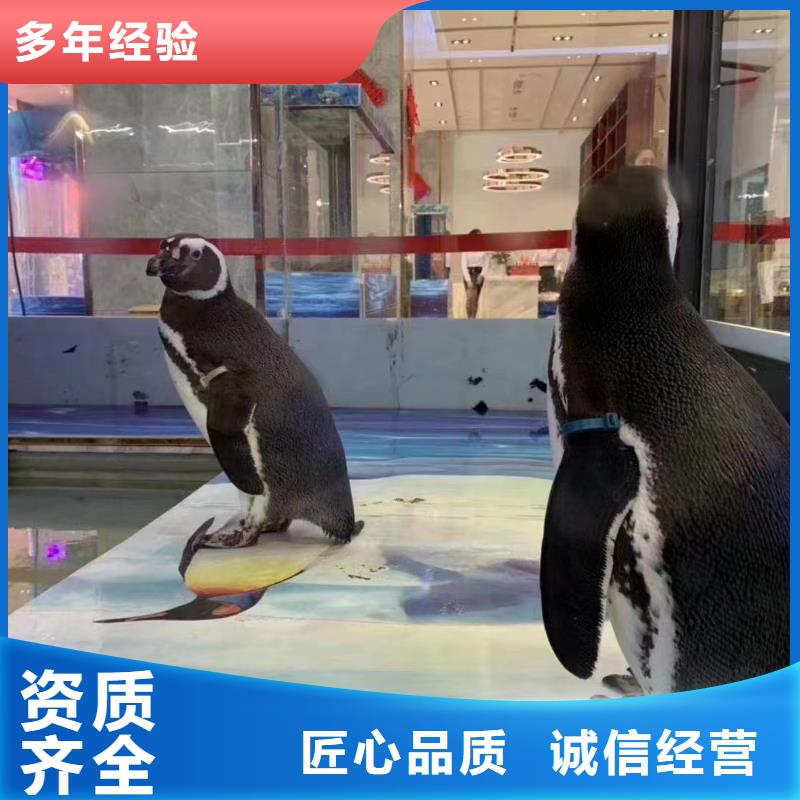 專業銷售企鵝租賃-靠譜