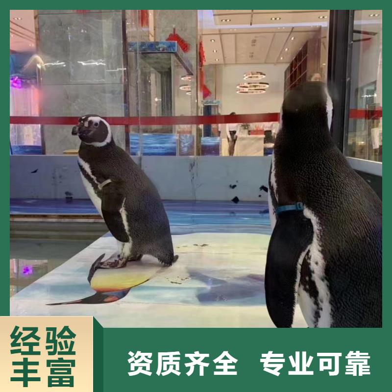 海獅表演出租周邊