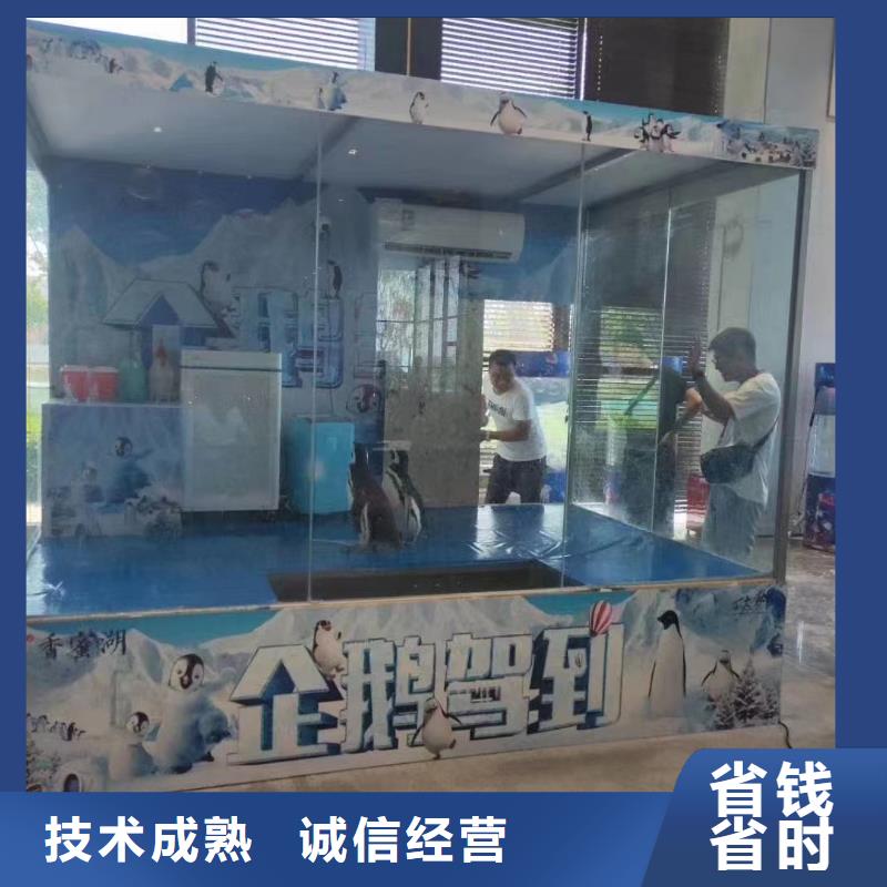 海洋主题动物表演出租海狮表演长期合作
