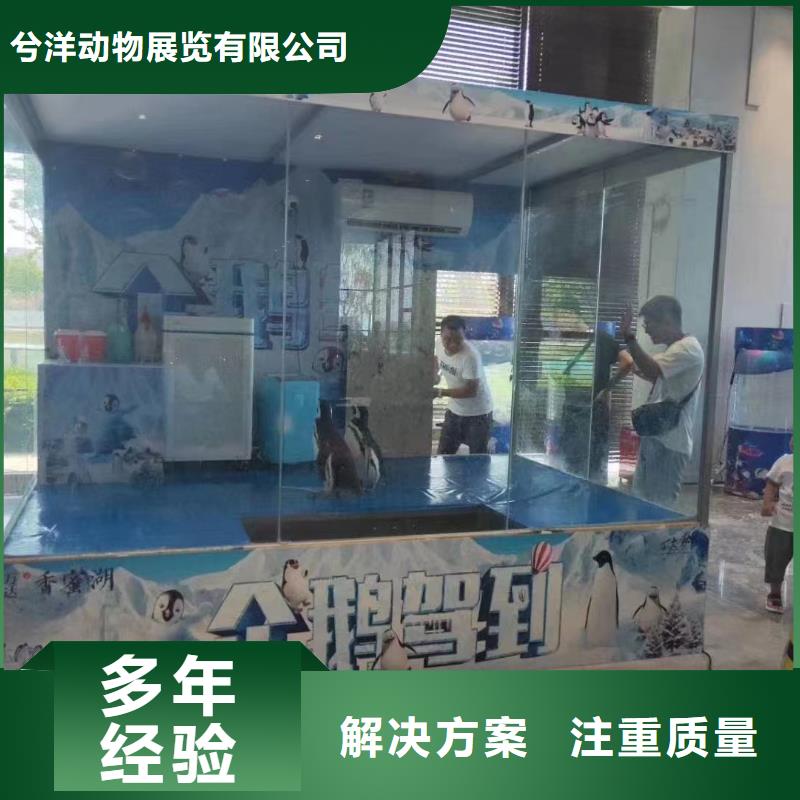海洋主题动物表演海狮表演出租良好口碑