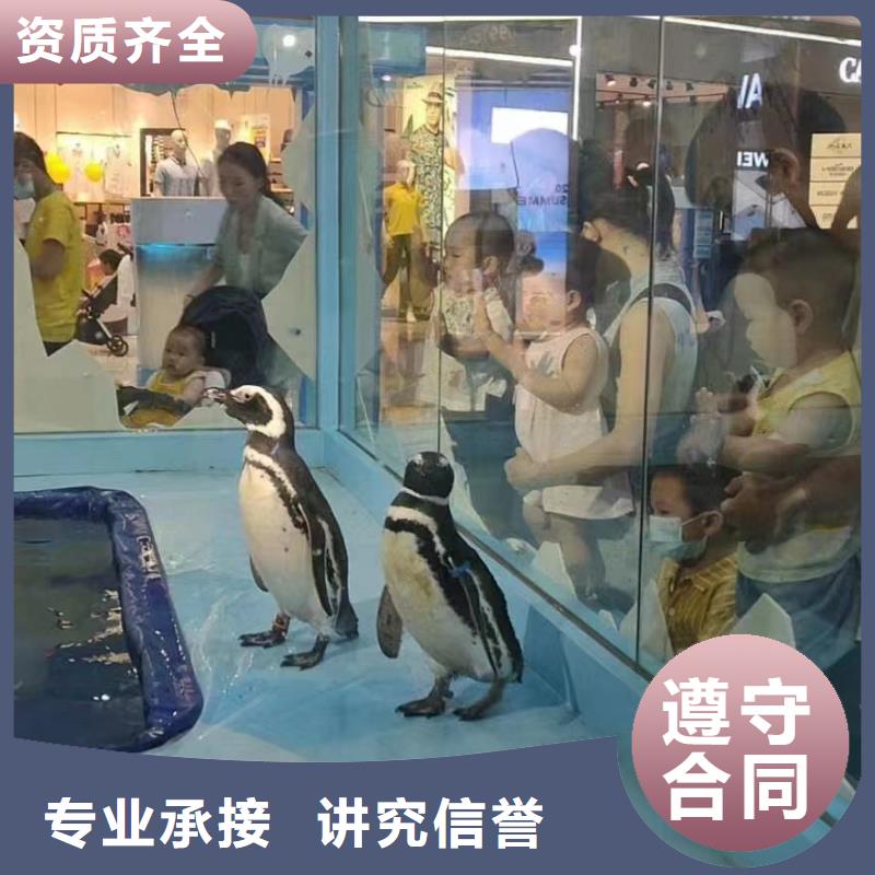 海洋主題動物表演小香豬寵物出租免費咨詢