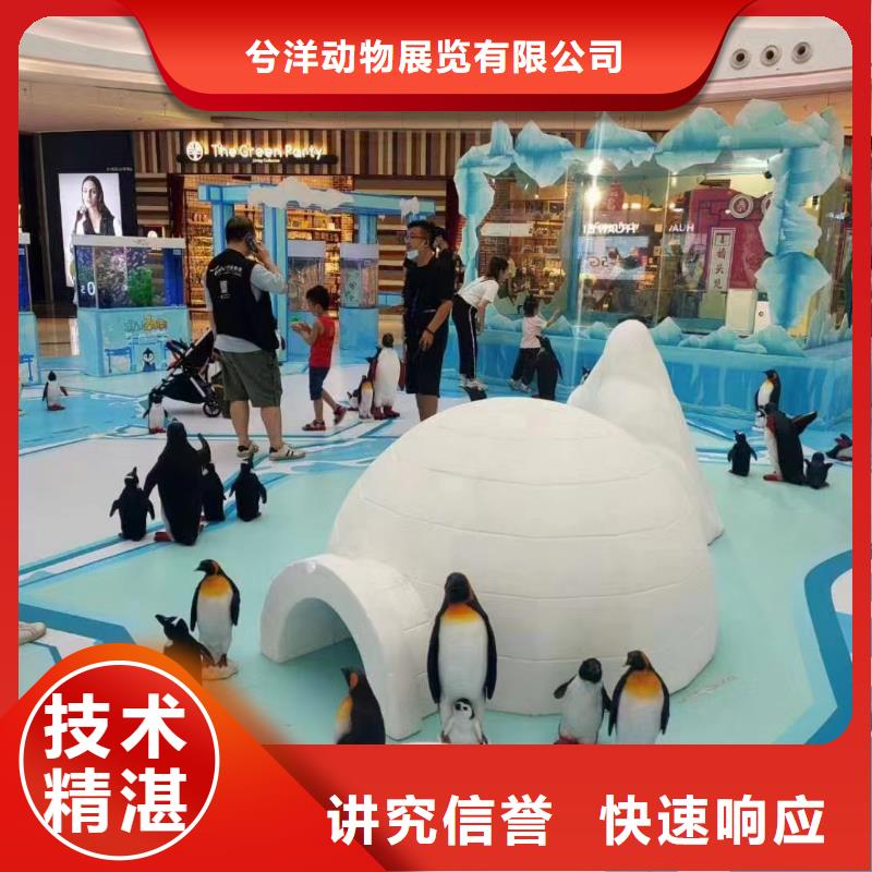 海洋主題動物表演吉祥百鳥展價格低于同行