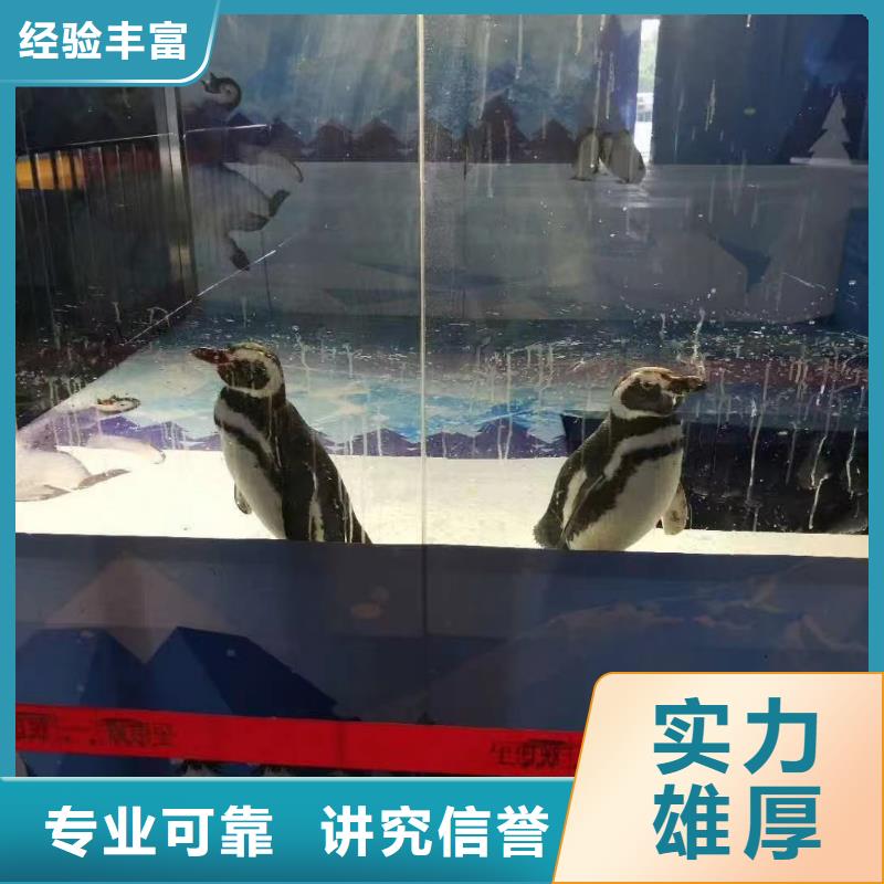 海獅表演電話