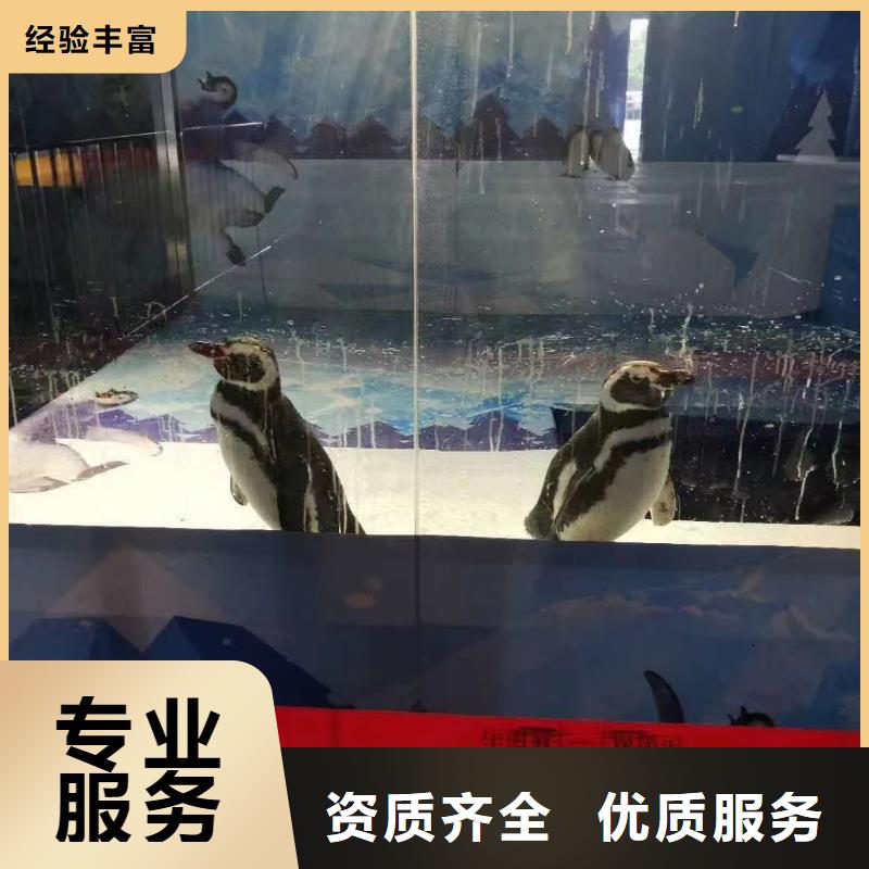 海洋主題動(dòng)物表演_小馬戲出租長(zhǎng)期合作