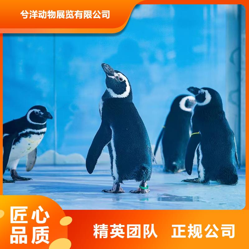 海洋主題動物表演馬戲團表演出租租賃24小時為您服務
