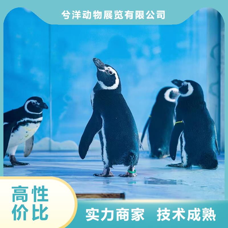 美人魚表演出租