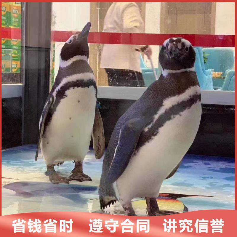 哪有出租企鵝的