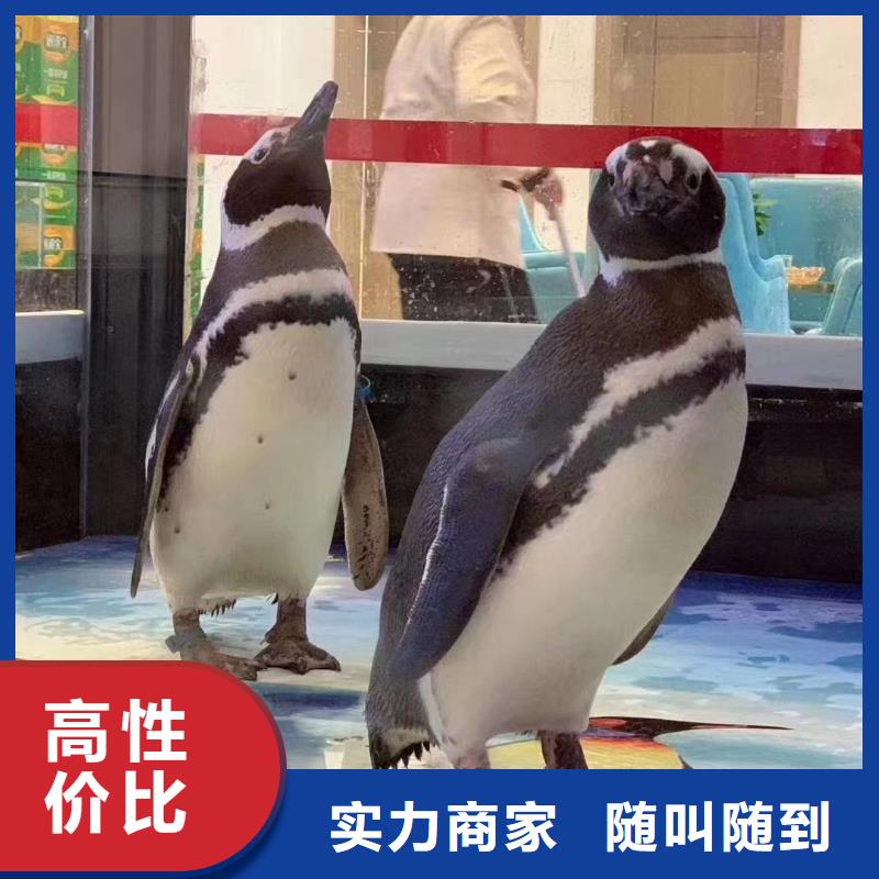 海洋主題動物表演-馴獸表演先進的技術