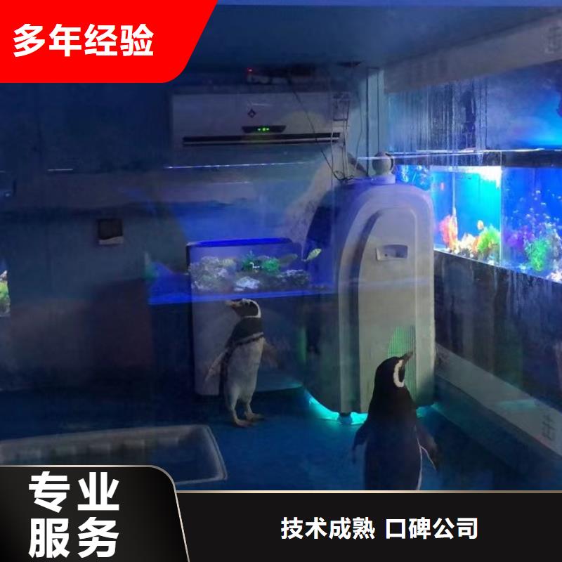 海洋主题动物表演,海狮表演出租一对一服务