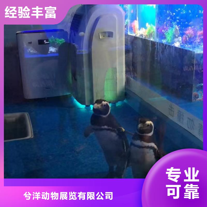 哪有出租海獅的聯系方式