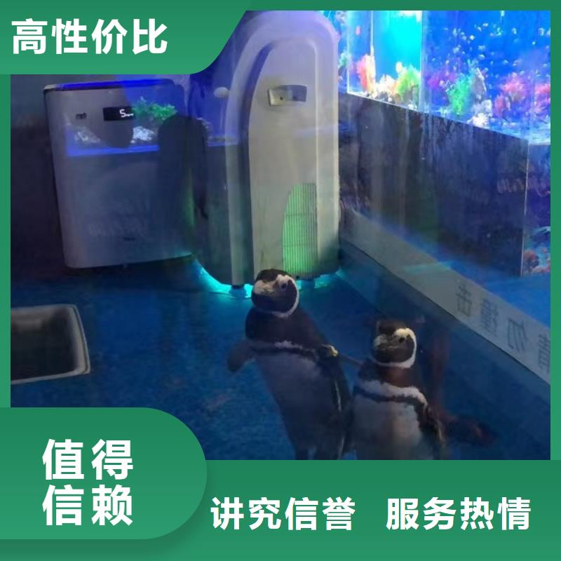 海洋主题动物表演海狮表演出租良好口碑