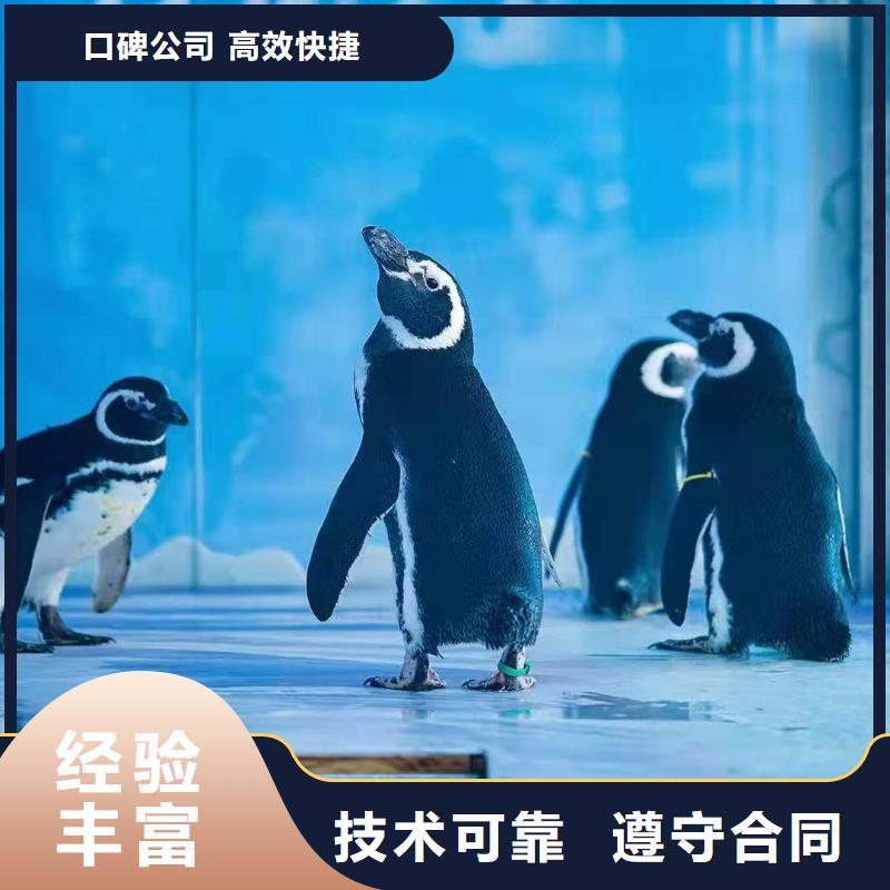海洋主題動物表演_雜技表演實(shí)力強(qiáng)有保證