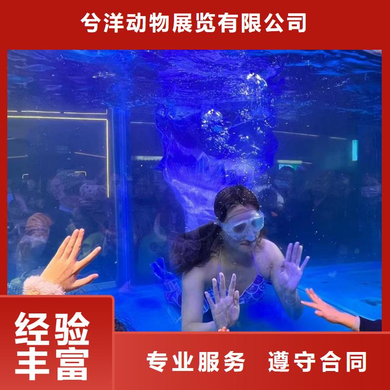 海洋主题动物表演海狮表演出租良好口碑