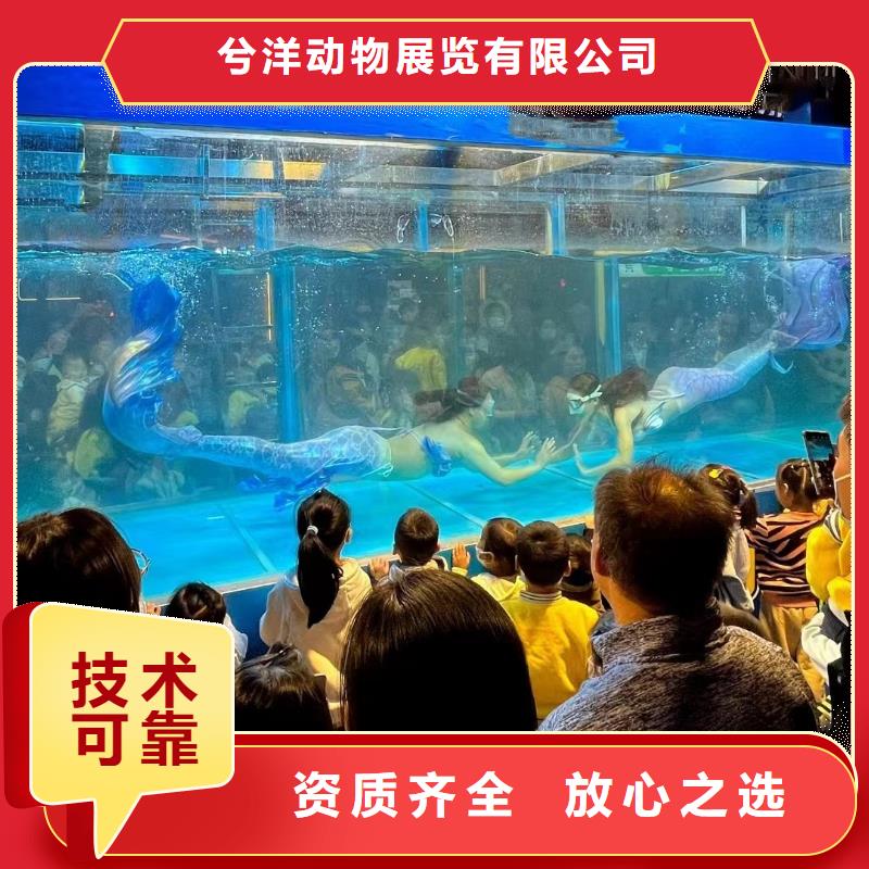 海洋主题动物表演 驯兽表演公司