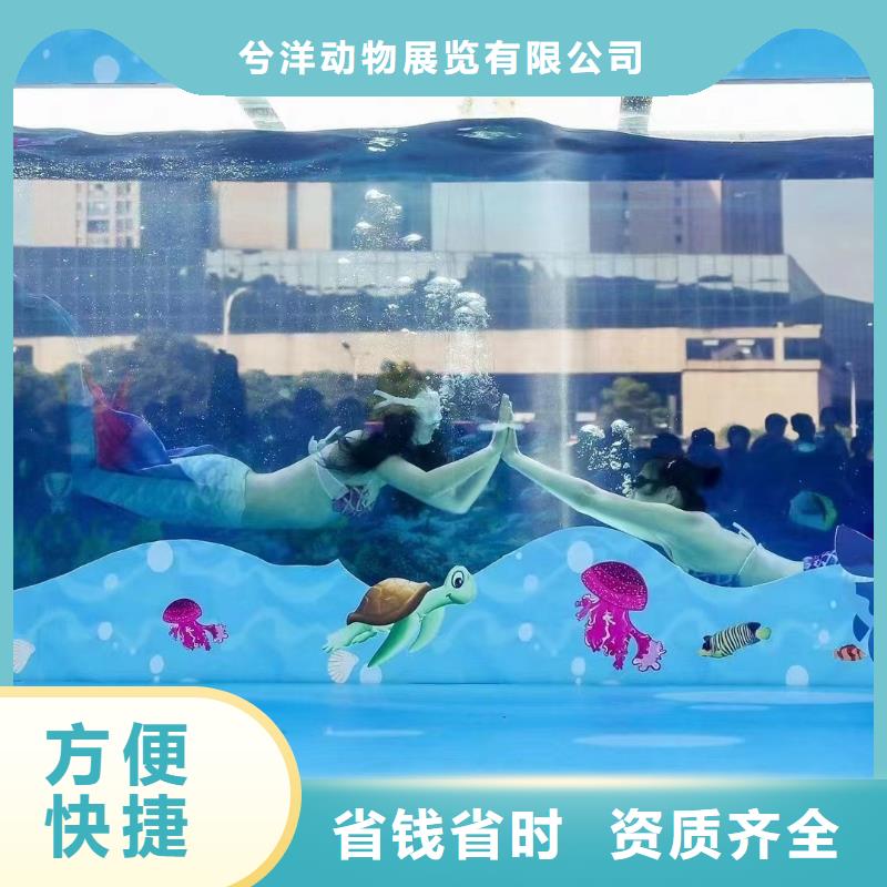 海洋主題動物表演 出租海獅表演技術比較好