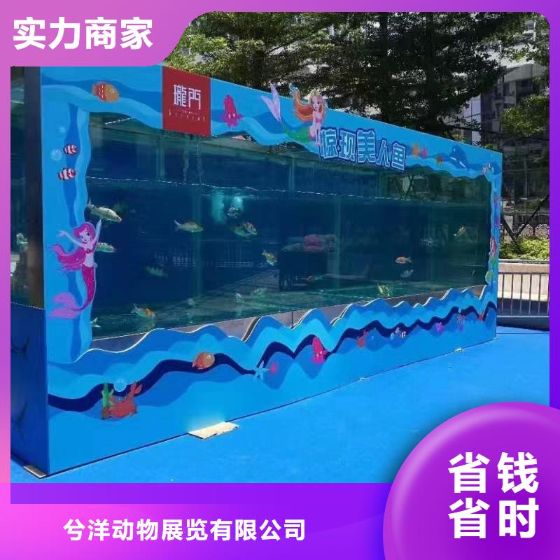 海洋主題動物表演【動物雜技表演租賃】服務周到