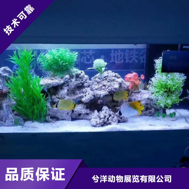 【海洋主題動物表演_動物表演出租案例豐富】