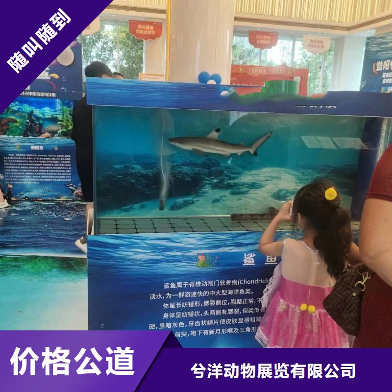 哪有出租企鵝的