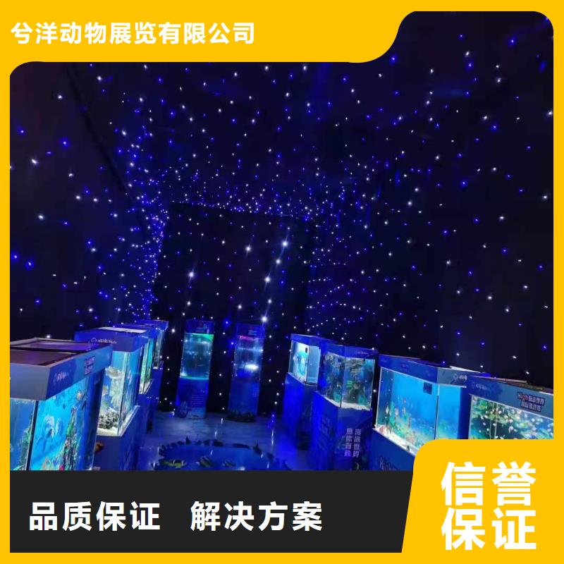 海洋主题动物表演,海狮表演出租一对一服务