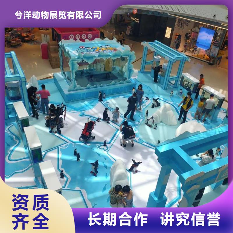 海狮表演出租视频-海狮表演出租-兮洋动物展览(保山市分公司)服务区域隆阳|昌宁|红河|西双版纳|怒江|昭通|普洱