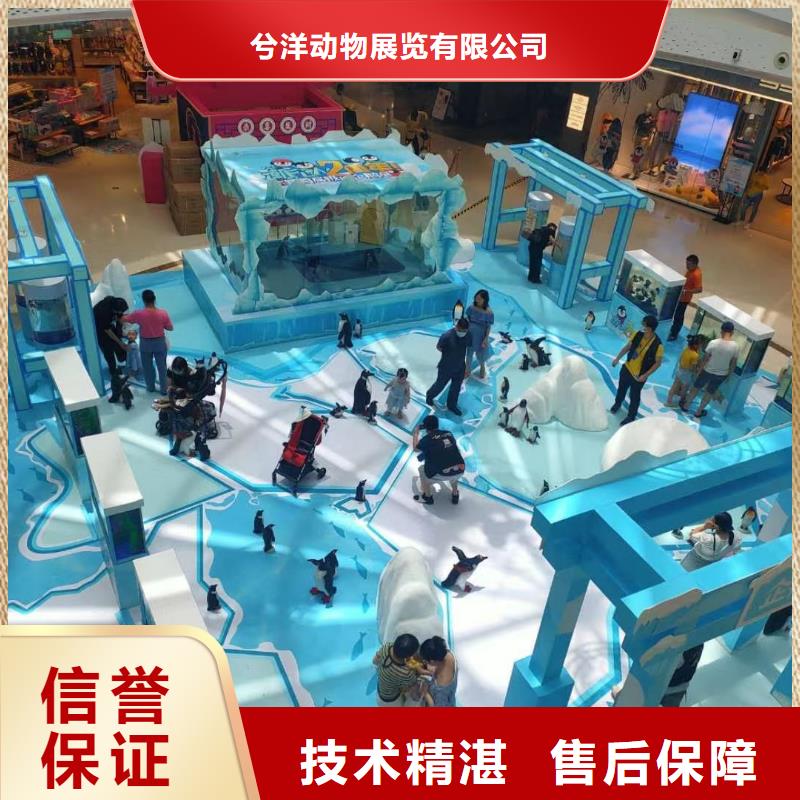 海洋主題動物表演-羊駝出租服務熱情