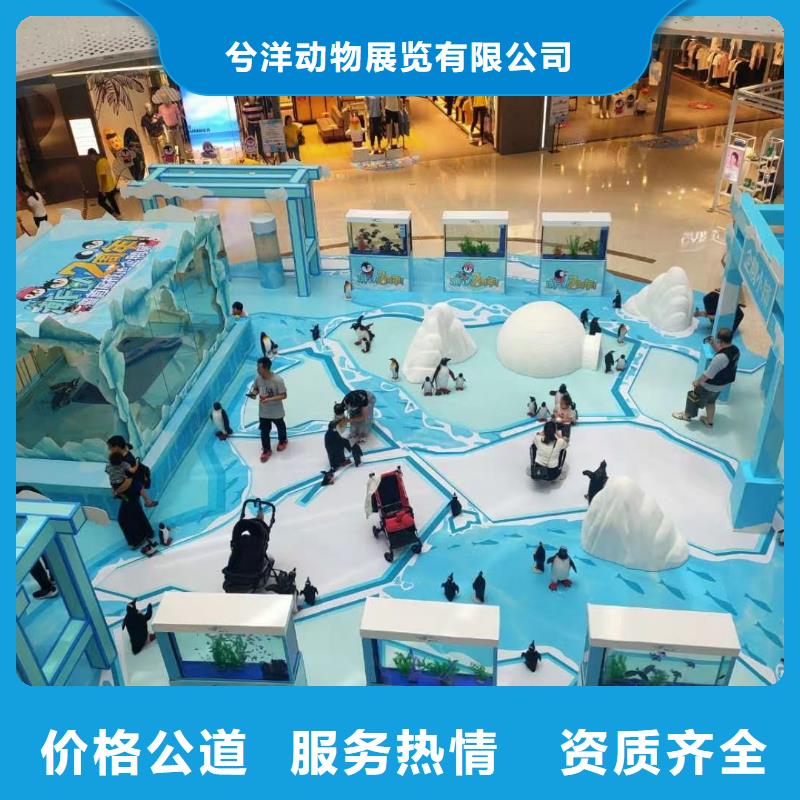 專業銷售企鵝租賃-靠譜