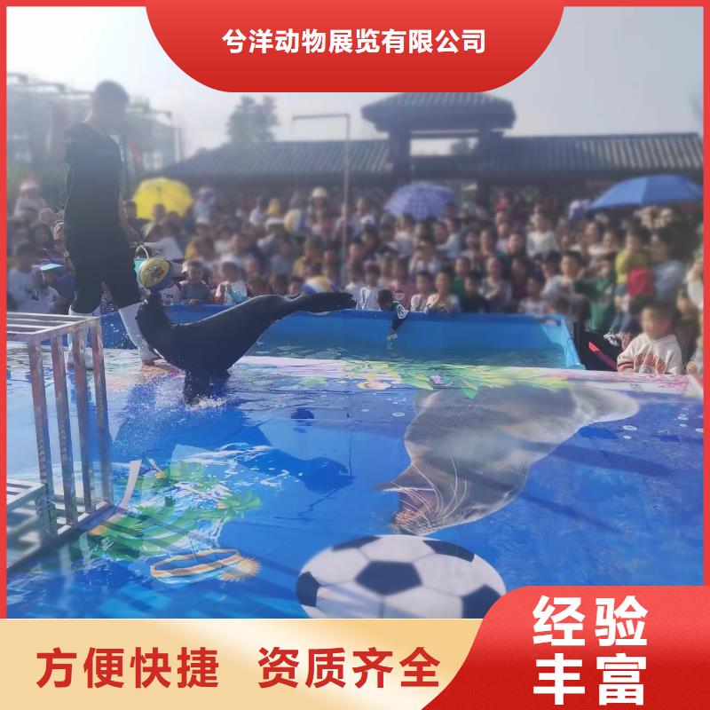 【海洋主題動物表演 動物雜技表演2025公司】