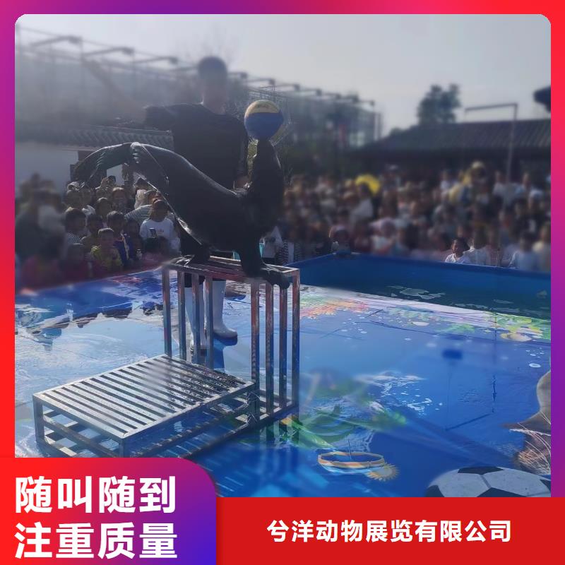 【海洋主題動物表演海獅表演出租值得信賴】