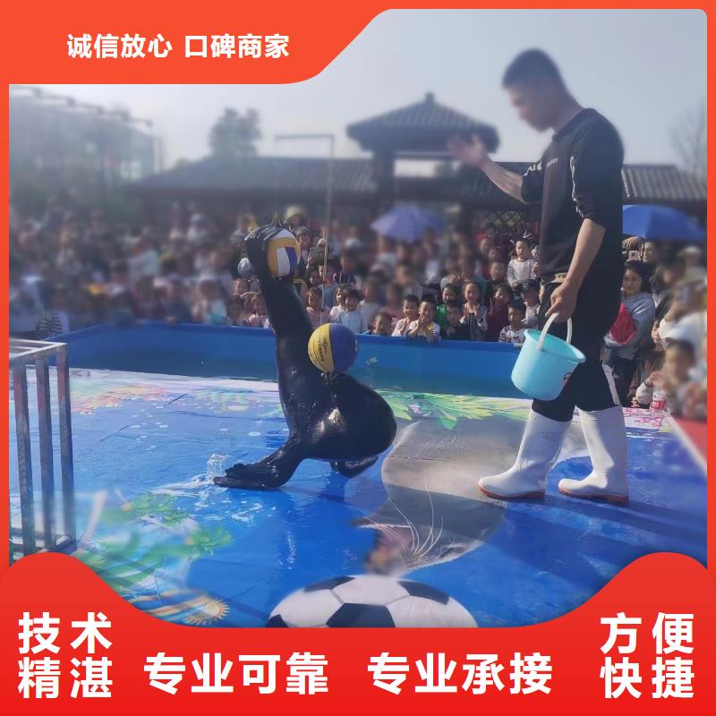 專業銷售企鵝租賃-靠譜