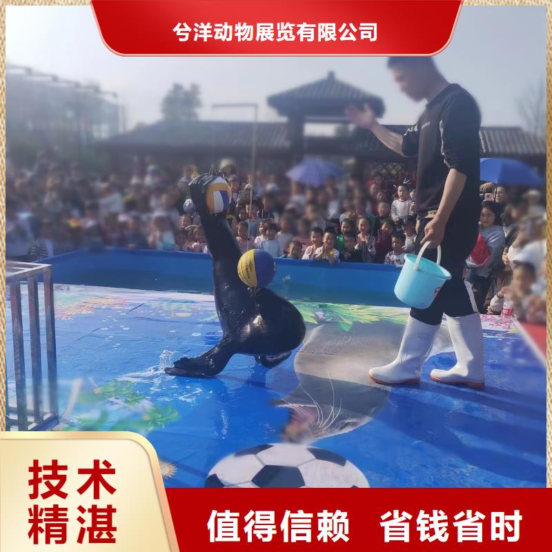 出租海獅表演聯(lián)系方式