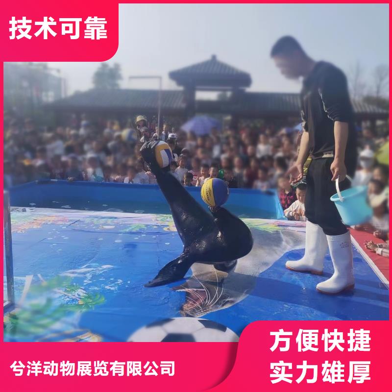 海獅表演活動方案