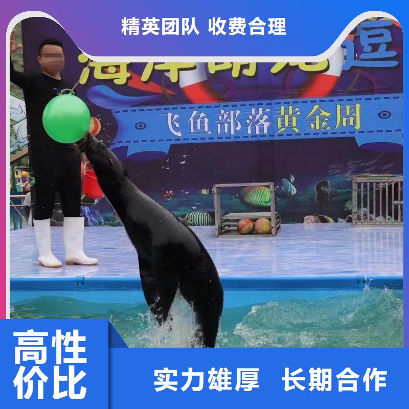 海洋主题动物表演羊驼表演品质好