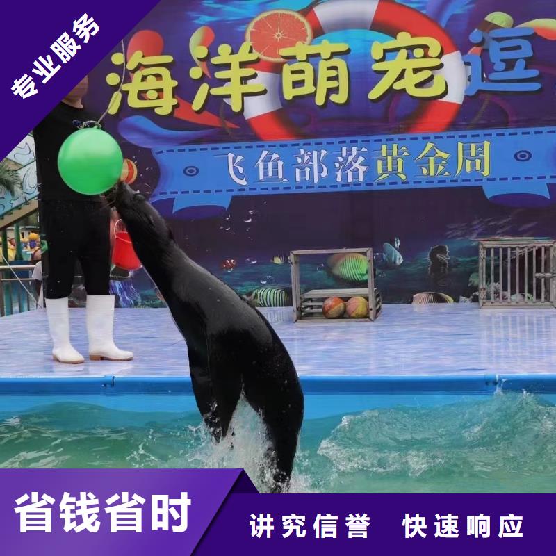 海洋主題動物表演雜耍演出長期合作