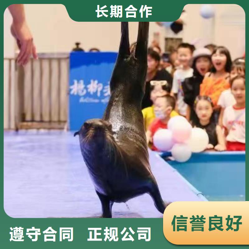 專業銷售企鵝租賃-靠譜