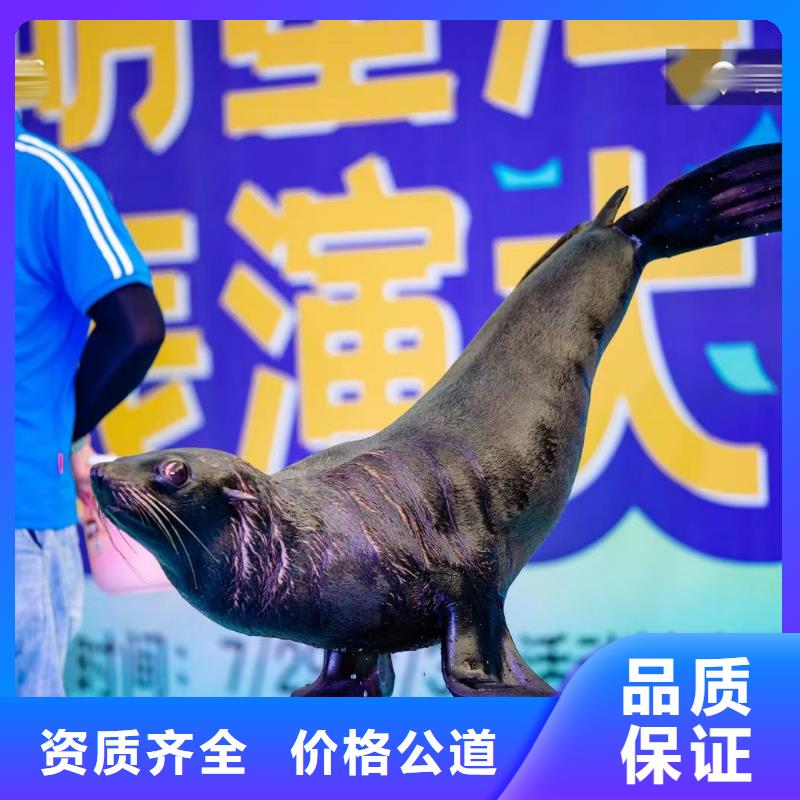 海洋主題動物表演鸚鵡表演誠信