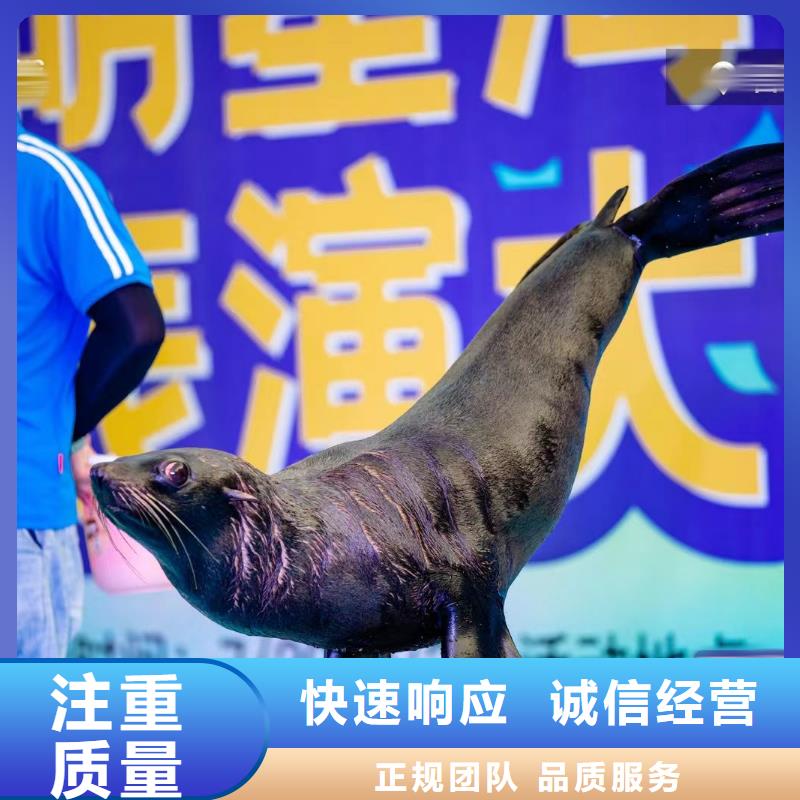 海洋主题动物表演【海狮表演】讲究信誉