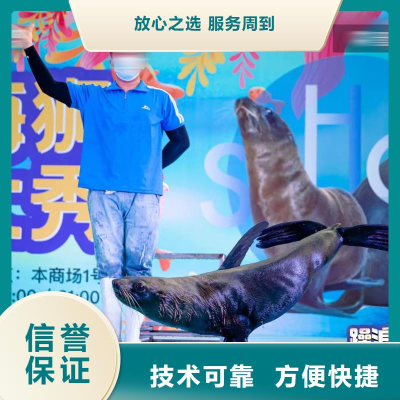 海洋主题动物表演-动物表演租赁省钱省时