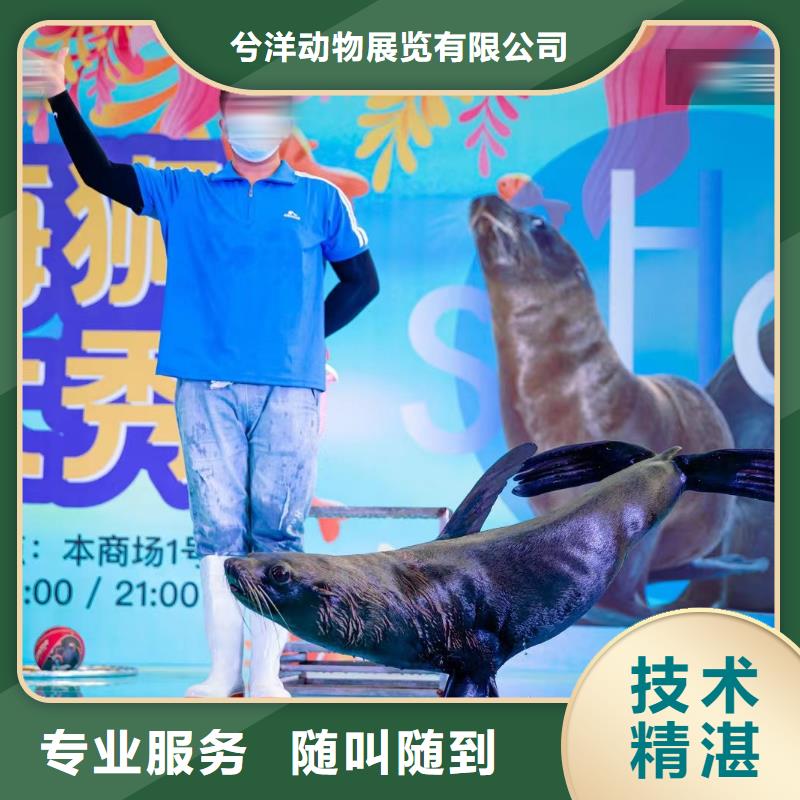海洋主题动物表演【海狮表演】实力团队
