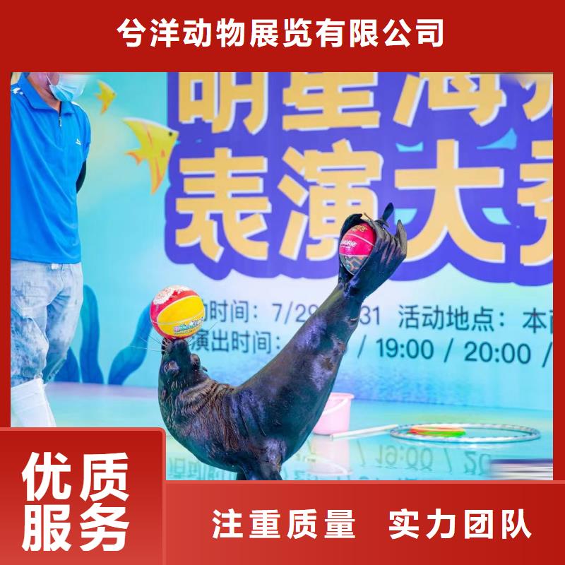 海獅表演租賃誠信廠家