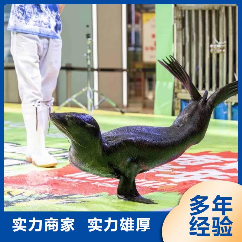 出租海獅表演價格