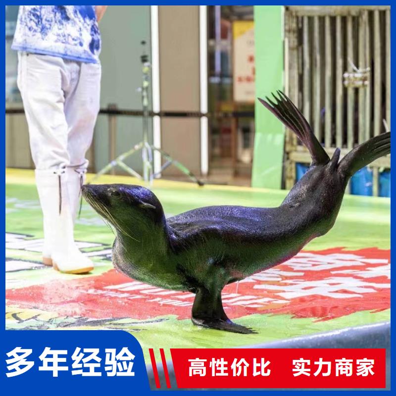 【海洋主題動物表演】【企鵝表演出租】專業團隊