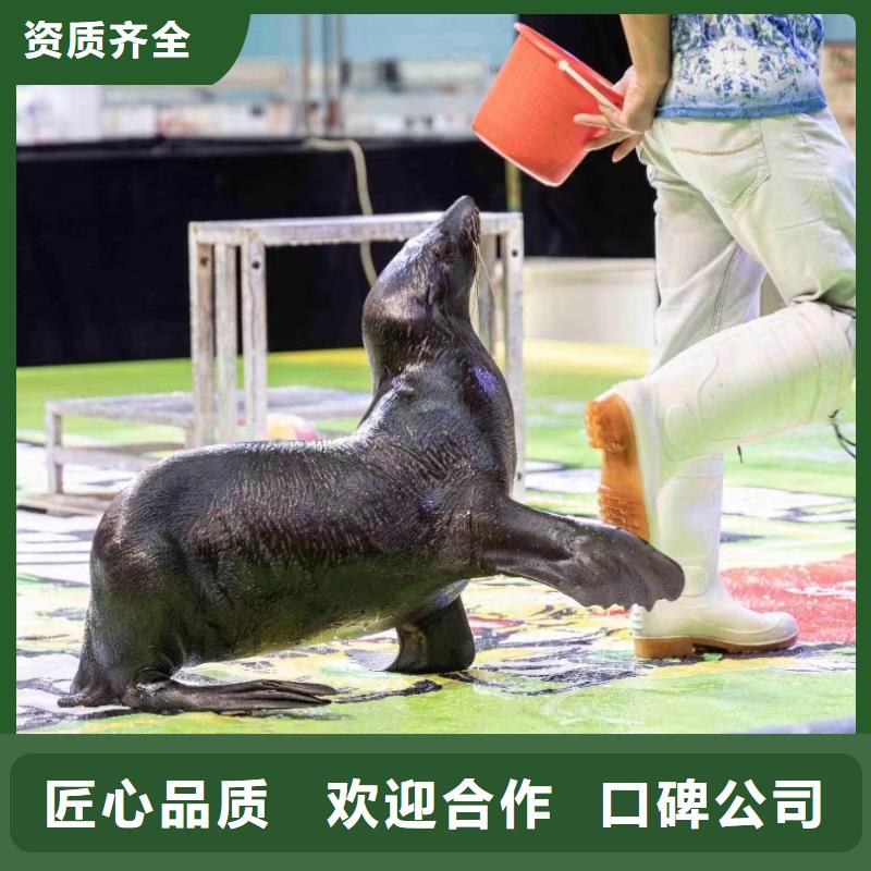 海洋主題動物表演【企鵝表演出租】行業口碑好