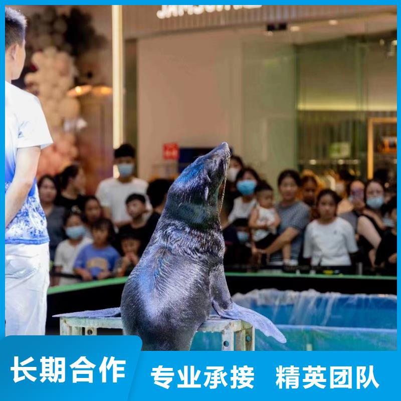 【海洋主題動物表演 企鵝租賃多家服務案例】