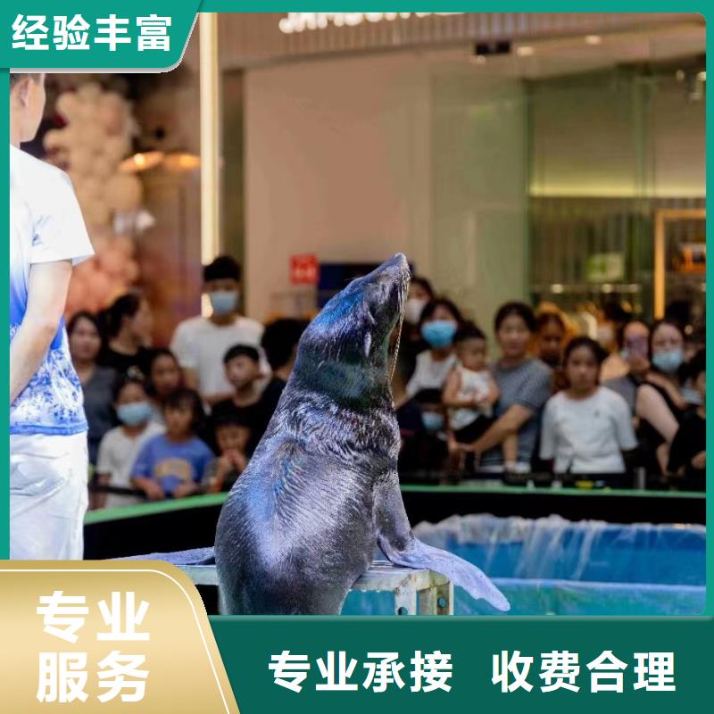 海洋主题动物表演杂耍演出从业经验丰富