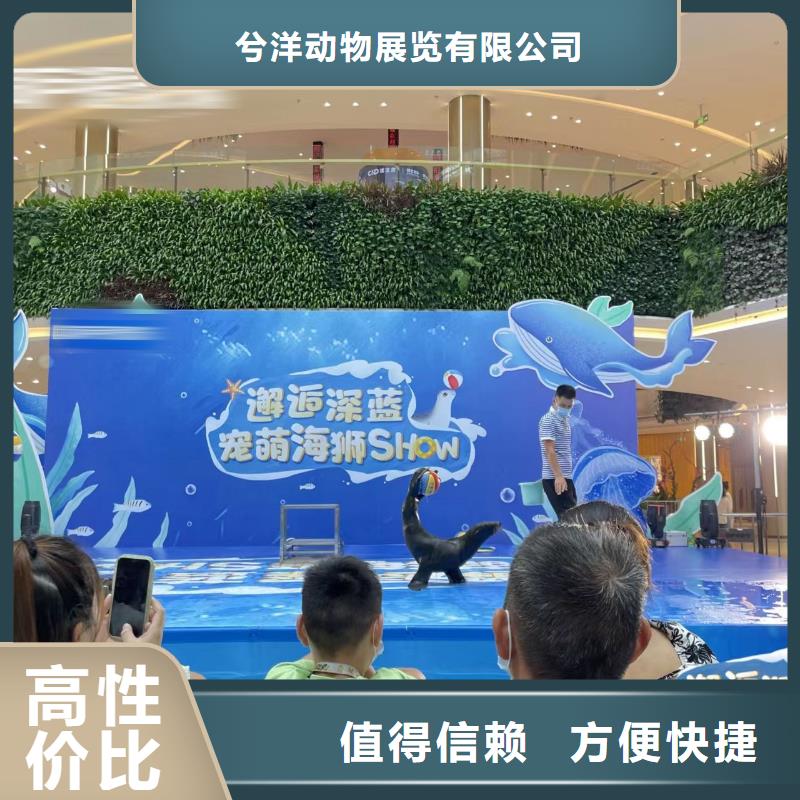 海狮表演出租视频-海狮表演出租-兮洋动物展览(保山市分公司)服务区域隆阳|昌宁|红河|西双版纳|怒江|昭通|普洱