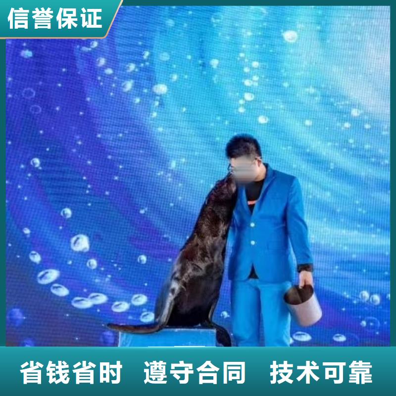 海狮表演出租附近