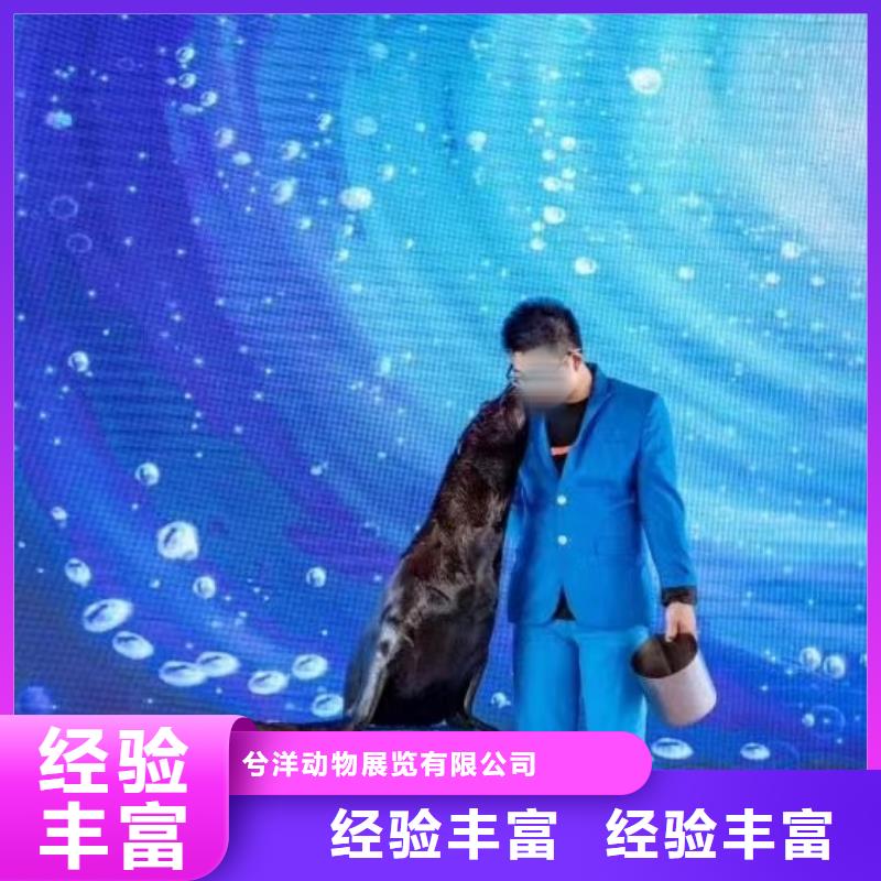 周邊哪有出租企鵝的誠信廠家