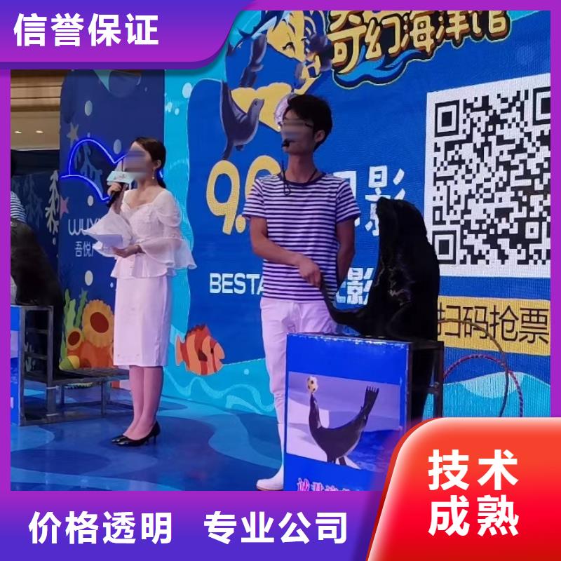 海洋主题动物表演海狮表演出租案例丰富