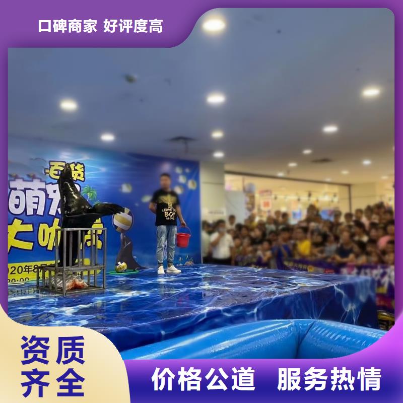 海洋主题动物表演【海狮杂技表演】品质卓越