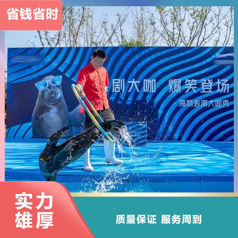 海洋主题动物表演海狮表演出租一站搞定
